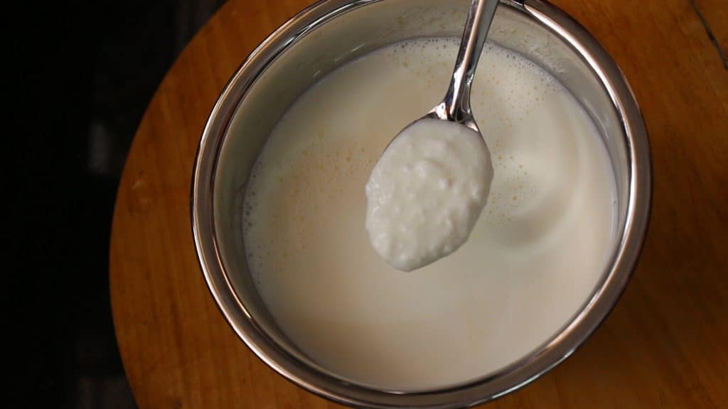 adding a teaspoon of curd starter